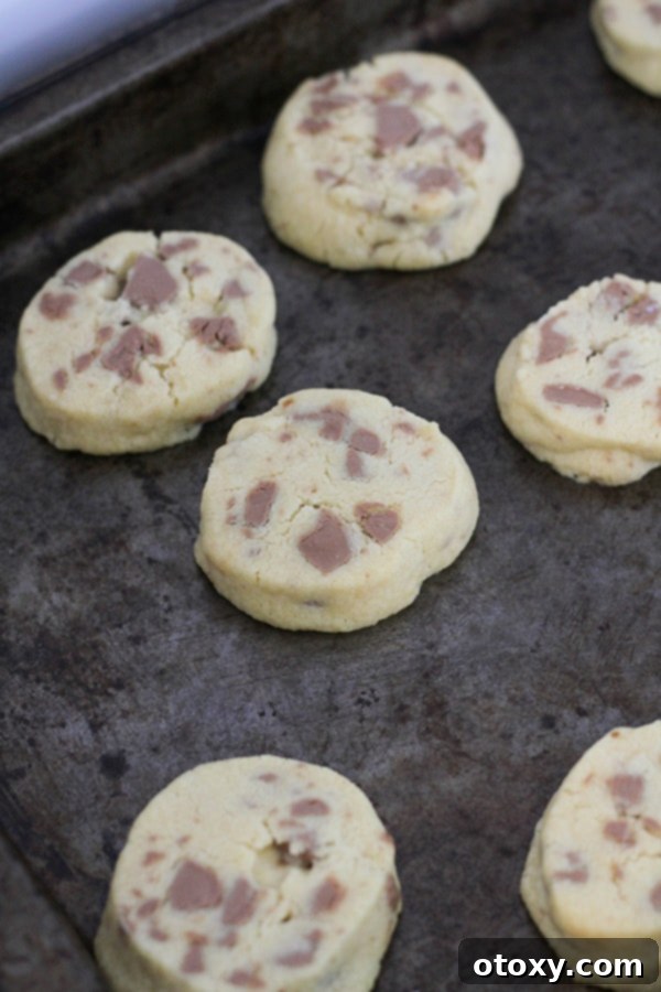 A close-up view of chocolate chip shortbread cookies cooling on a baking sheet, highlighting the melted chocolate.